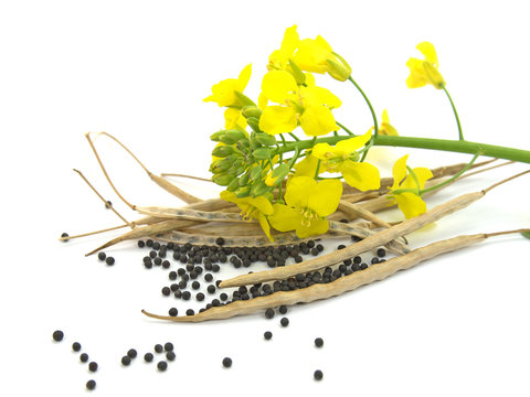 Raps, Brassica napus, Schoten, K&ouml;rner, Samen