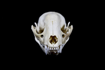 Obraz premium Raccoon Skull on Black Background