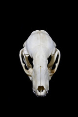 Raccoon Skull on Black Background