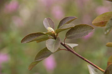 Green branch with leaves and a bud day with bokeh