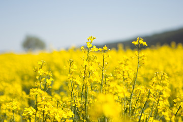 Obraz premium Rapsfeld