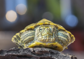 Turtle on a rock / Little turtle on a rock on a gray background with bokeh