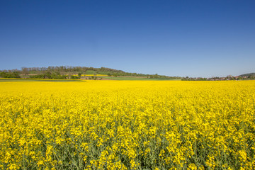 Obraz premium Rapsfeld