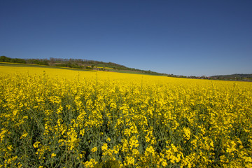 Fototapeta premium Rapsfeld