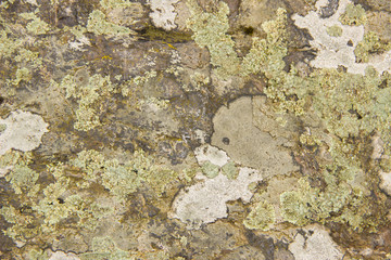 The texture of the large forest of stone with a moss