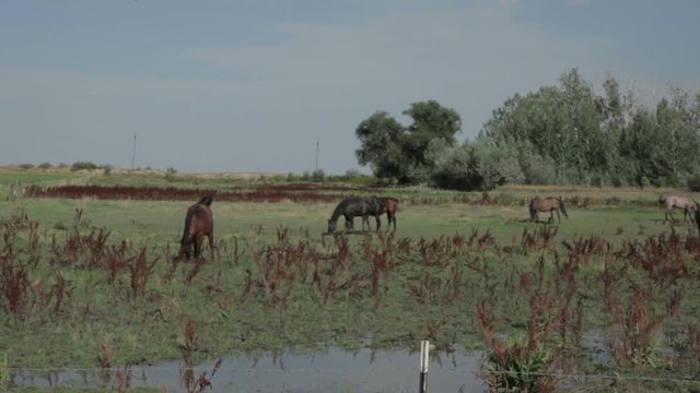 Horses grazing on overgrazed grass in a poorly managed pasture.