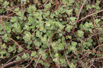 Background of green plants with round leaves