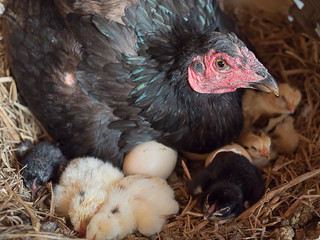  hen and newly hatched chickens