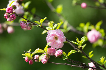 Sakura flowers close-up on a green background