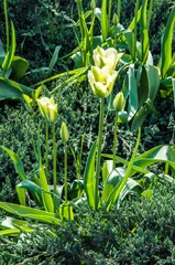 Obraz premium Tulip white-green colors