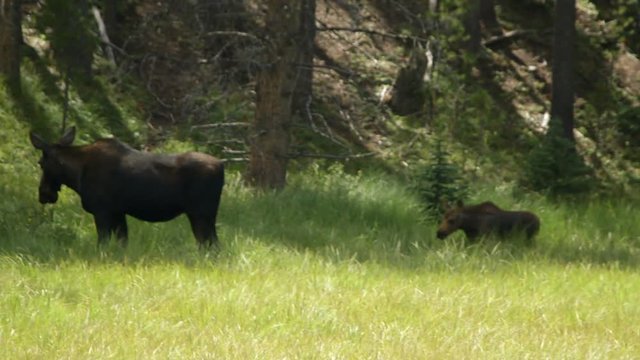 A female moose and her calf in a clearing graze on the indigenous vegetation.
