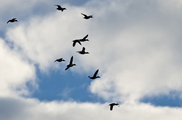 Obraz premium Flock of Ducks Silhouetted in a Cloudy Sky as They Fly