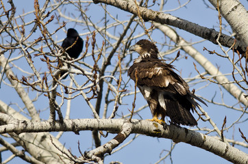 Proud Young Bald Eagle Perched in a Winter Tree