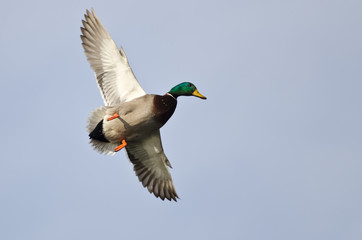 Male Mallard Duck Flying in a Pale Blue Sky