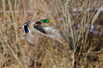 Obraz premium Mallard Duck Flying Past the Snow Filled Winter Woods