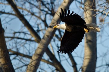 Bald Eagle Flying Past the Winter Trees
