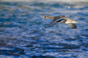 Mallard Duck Flying Low Over the River