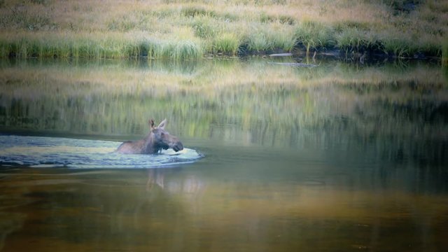 A female or cow moose splashes playfully as it swims across a small mountain lake. Handheld shot  organic feel  natural lighting
