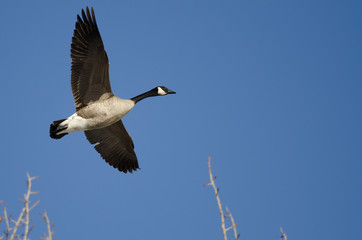 Fototapeta premium Canada Goose Flying Low Over the Winter Trees