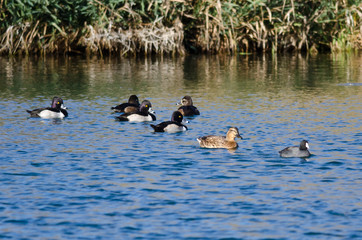 Flock of Ring-Necked Ducks Resting on the Blue Water