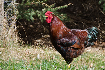 Proud Red Rooster Standing Tall in the Green Grass