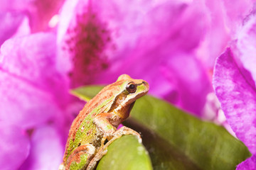 Spring peeper frog inside of wild flowers during bright daylight