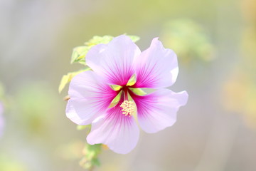 春に咲く大輪の花