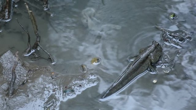 Mudskipper or Amphibious fish at Bang Pu Recreational Retreat Center 