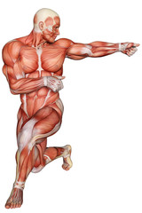 muscle man healthcare and medical