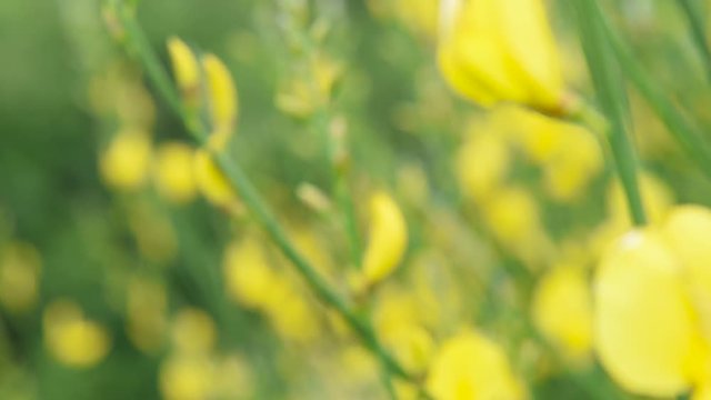 Fiori gialli in primavera