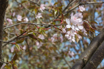 Цветение сакуры