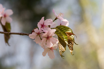 Цветение сакуры