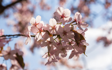 Цветение сакуры