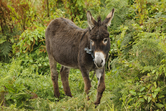 Nice irish donkey, Connemara, Ireland
