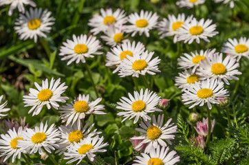 White daisy flowers on the grass