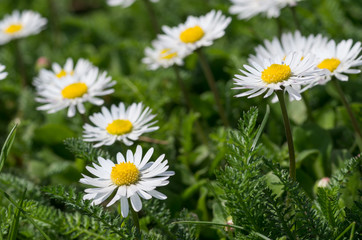 Fototapeta premium White daisy flowers on the grass
