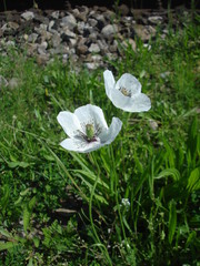 Two white poppies flowers in the sunlight