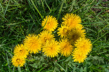 Blooming sow thistles on the green meadow