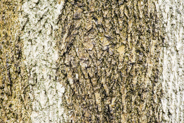 close up of bark of ash tree