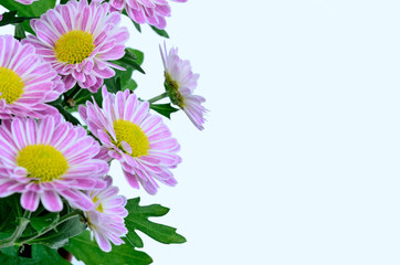 Flowers on white background