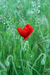 Obraz premium bondira