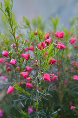 Obraz na płótnie Canvas Boronia heterophylla lipstick - Heidepflanze blüht rosa im Pflanztopf - Boronie