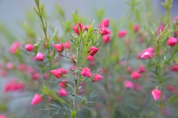Boronia heterophylla lipstick - Heidepflanze blüht rosa im Pflanztopf - Boronie