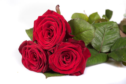 Natural red roses
