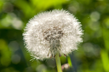 dandelion white flower