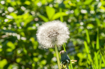 dandelion white flower