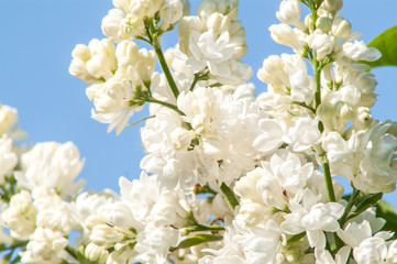 white lilac flower