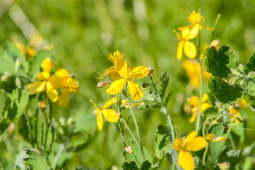 Obraz premium celandine flower day