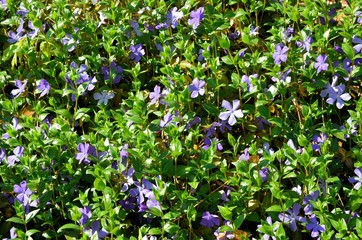 Obraz na płótnie Canvas Kleinblättriges Immergrün trägt blaue Blüten - Apocynaceae - Vinca minor