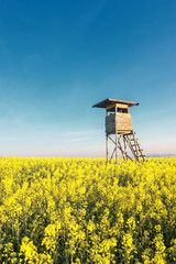 lookout in a rapeseed field